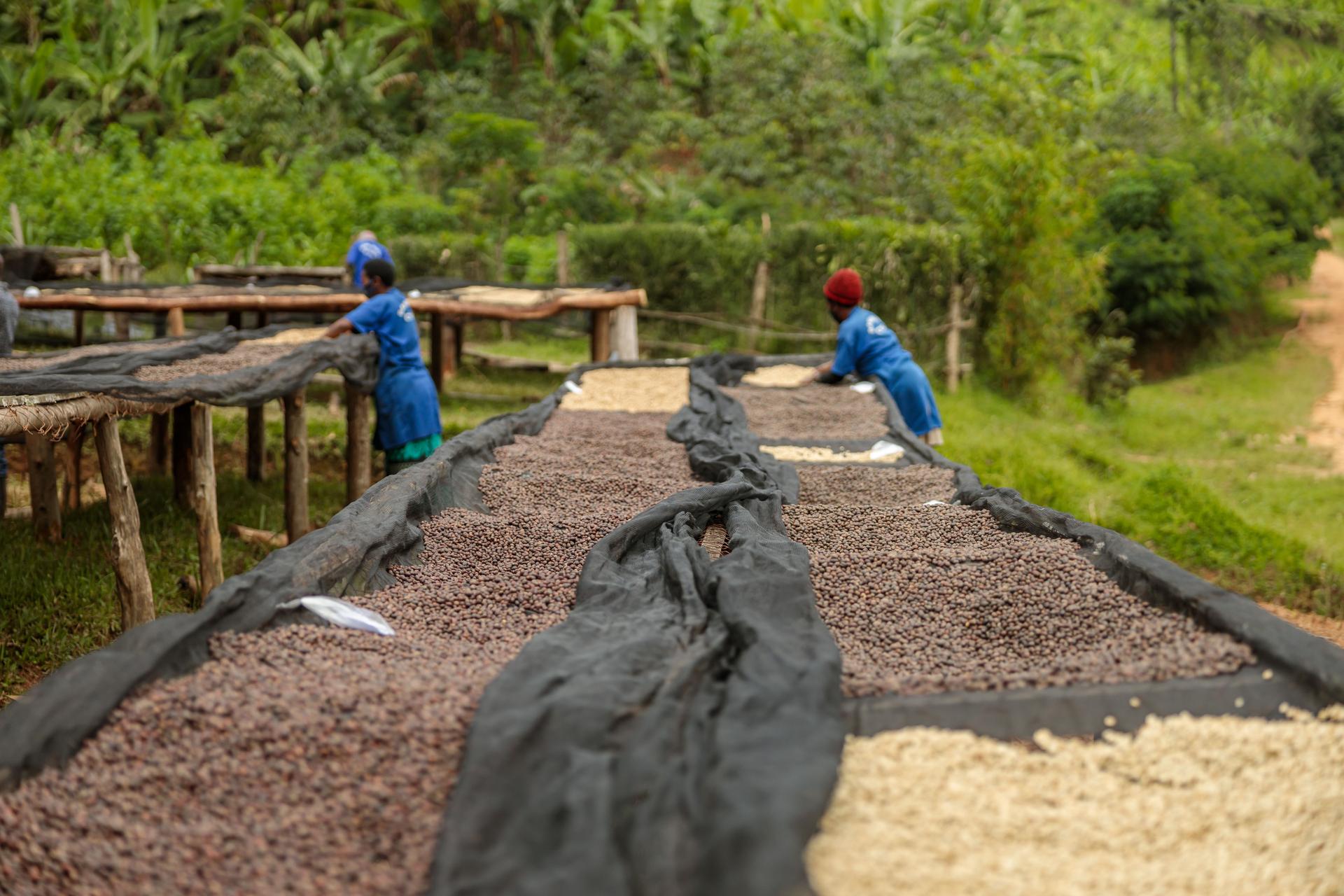Workers mixing fresh coffee beans at washing station
